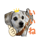 犬のクーの日常スタンプ（個別スタンプ：30）