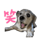 犬のクーの日常スタンプ（個別スタンプ：31）