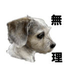 犬のクーの日常スタンプ（個別スタンプ：32）