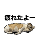 犬のクーの日常スタンプ（個別スタンプ：33）