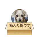 犬のクーの日常スタンプ（個別スタンプ：35）