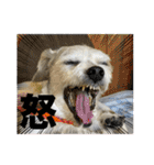犬のクーの日常スタンプ（個別スタンプ：38）