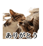 代弁猫～退屈な日常に猫を添えて～（個別スタンプ：1）