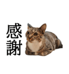 代弁猫～退屈な日常に猫を添えて～（個別スタンプ：2）