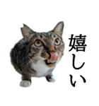 代弁猫～退屈な日常に猫を添えて～（個別スタンプ：3）