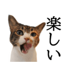 代弁猫～退屈な日常に猫を添えて～（個別スタンプ：5）