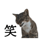 代弁猫～退屈な日常に猫を添えて～（個別スタンプ：9）