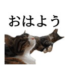 代弁猫～退屈な日常に猫を添えて～（個別スタンプ：12）