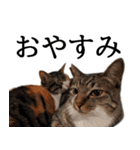 代弁猫～退屈な日常に猫を添えて～（個別スタンプ：13）