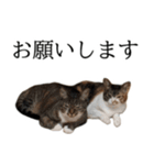 代弁猫～退屈な日常に猫を添えて～（個別スタンプ：14）