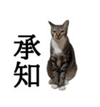 代弁猫～退屈な日常に猫を添えて～（個別スタンプ：15）