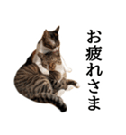 代弁猫～退屈な日常に猫を添えて～（個別スタンプ：16）