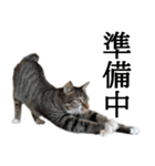 代弁猫～退屈な日常に猫を添えて～（個別スタンプ：18）