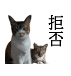 代弁猫～退屈な日常に猫を添えて～（個別スタンプ：22）