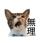 代弁猫～退屈な日常に猫を添えて～（個別スタンプ：23）