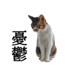 代弁猫～退屈な日常に猫を添えて～（個別スタンプ：27）