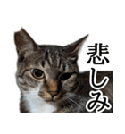 代弁猫～退屈な日常に猫を添えて～（個別スタンプ：28）