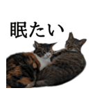 代弁猫～退屈な日常に猫を添えて～（個別スタンプ：29）