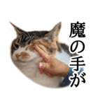 代弁猫～退屈な日常に猫を添えて～（個別スタンプ：30）