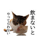 代弁猫～退屈な日常に猫を添えて～（個別スタンプ：31）