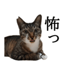 代弁猫～退屈な日常に猫を添えて～（個別スタンプ：32）