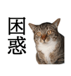 代弁猫～退屈な日常に猫を添えて～（個別スタンプ：33）