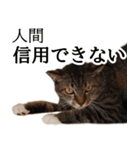 代弁猫～退屈な日常に猫を添えて～（個別スタンプ：34）