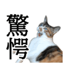 代弁猫～退屈な日常に猫を添えて～（個別スタンプ：35）