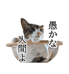 代弁猫～退屈な日常に猫を添えて～（個別スタンプ：36）