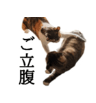 代弁猫～退屈な日常に猫を添えて～（個別スタンプ：37）