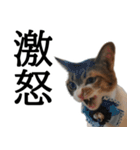 代弁猫～退屈な日常に猫を添えて～（個別スタンプ：38）