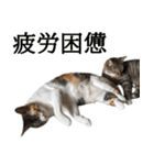 代弁猫～退屈な日常に猫を添えて～（個別スタンプ：39）