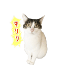 白キジ猫の日常（個別スタンプ：25）