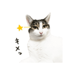 白キジ猫の日常（個別スタンプ：29）