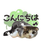 猫のもずくだよ（個別スタンプ：1）