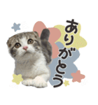 猫のもずくだよ（個別スタンプ：4）