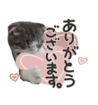 猫のもずくだよ（個別スタンプ：5）