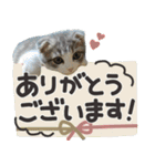 猫のもずくだよ（個別スタンプ：6）