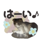 猫のもずくだよ（個別スタンプ：10）