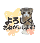 猫のもずくだよ（個別スタンプ：11）