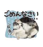 猫のもずくだよ（個別スタンプ：13）