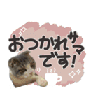 猫のもずくだよ（個別スタンプ：15）