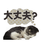 猫のもずくだよ（個別スタンプ：16）