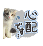 猫のもずくだよ（個別スタンプ：17）