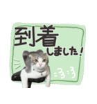 猫のもずくだよ（個別スタンプ：20）