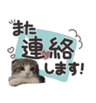 猫のもずくだよ（個別スタンプ：26）