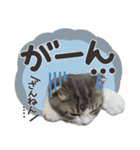 猫のもずくだよ（個別スタンプ：34）