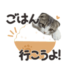 猫のもずくだよ（個別スタンプ：40）