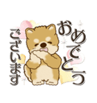 柴犬・茶色い犬【お祝いの言葉】（個別スタンプ：12）