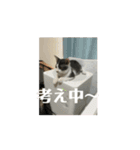 子猫ロイミトスタンプ①（個別スタンプ：4）